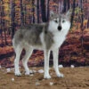 World Of Wool Felting Kit - Winston The Wolf -Sewing Textile Store WOW WNFK 99565.1570209695