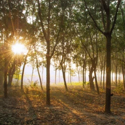 Saddle Seat Stool -Sewing Textile Store rubber plantation 00883.1543861201